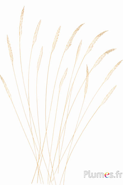 Fasan Pfeil - 60-70 cm - weiss-creme
